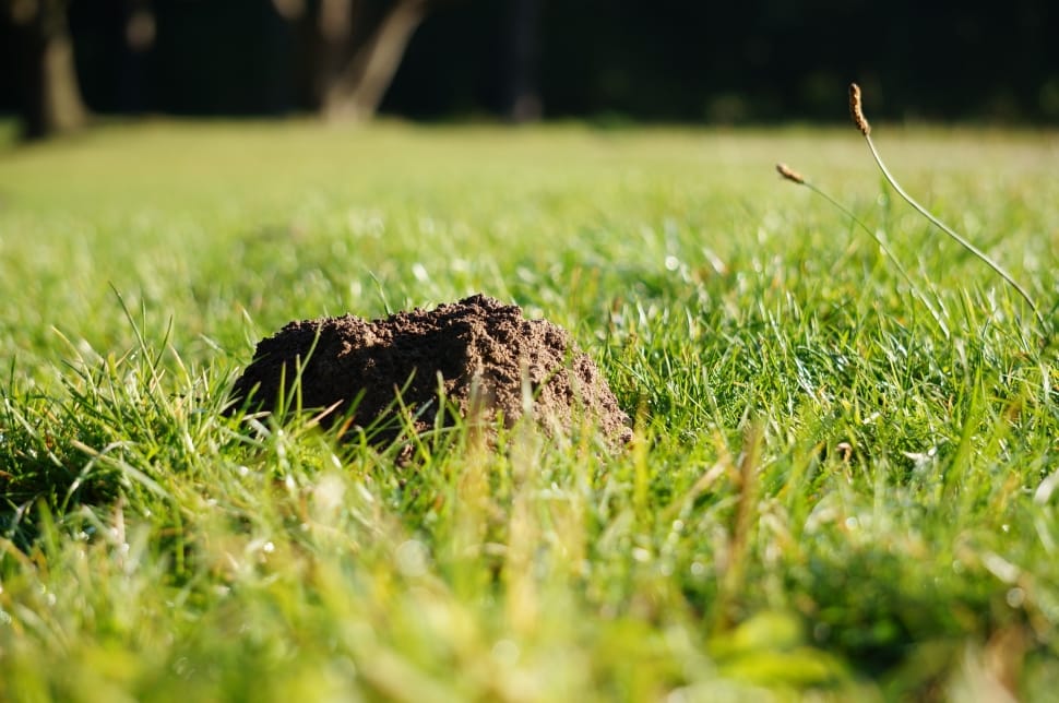 Nature, Molehill, Grass, Mole, grass, one animal preview