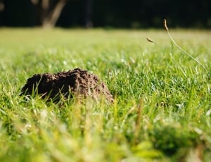 Nature, Molehill, Grass, Mole, grass, one animal thumbnail