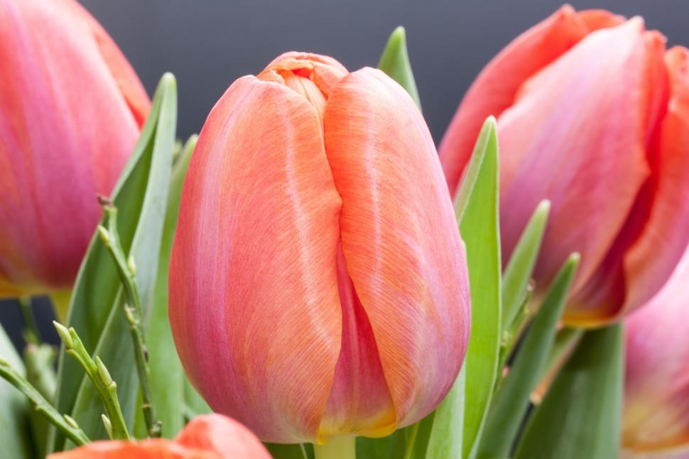 orange tulips preview