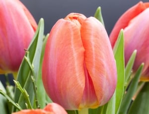 orange tulips thumbnail
