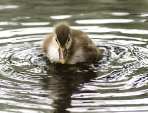 black and white duckling thumbnail