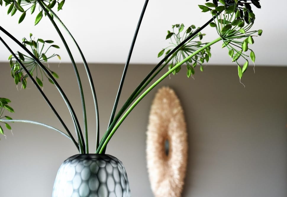 Indoors, Vase, Agapanthus, Lamp, Deco, plant, indoors preview