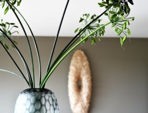 Indoors, Vase, Agapanthus, Lamp, Deco, plant, indoors thumbnail