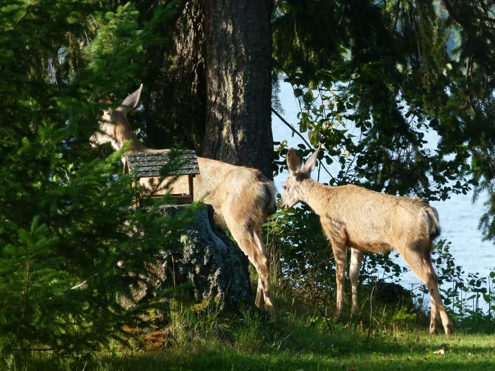 two reindeer beside tress near body of water during daytime preview