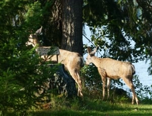 two reindeer beside tress near body of water during daytime thumbnail
