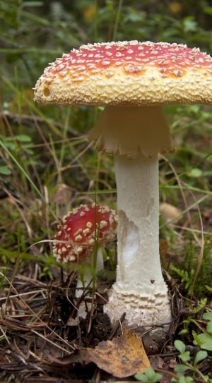 Colorful, Fungus, Red, Mushroom, Plant, mushroom, fungus thumbnail