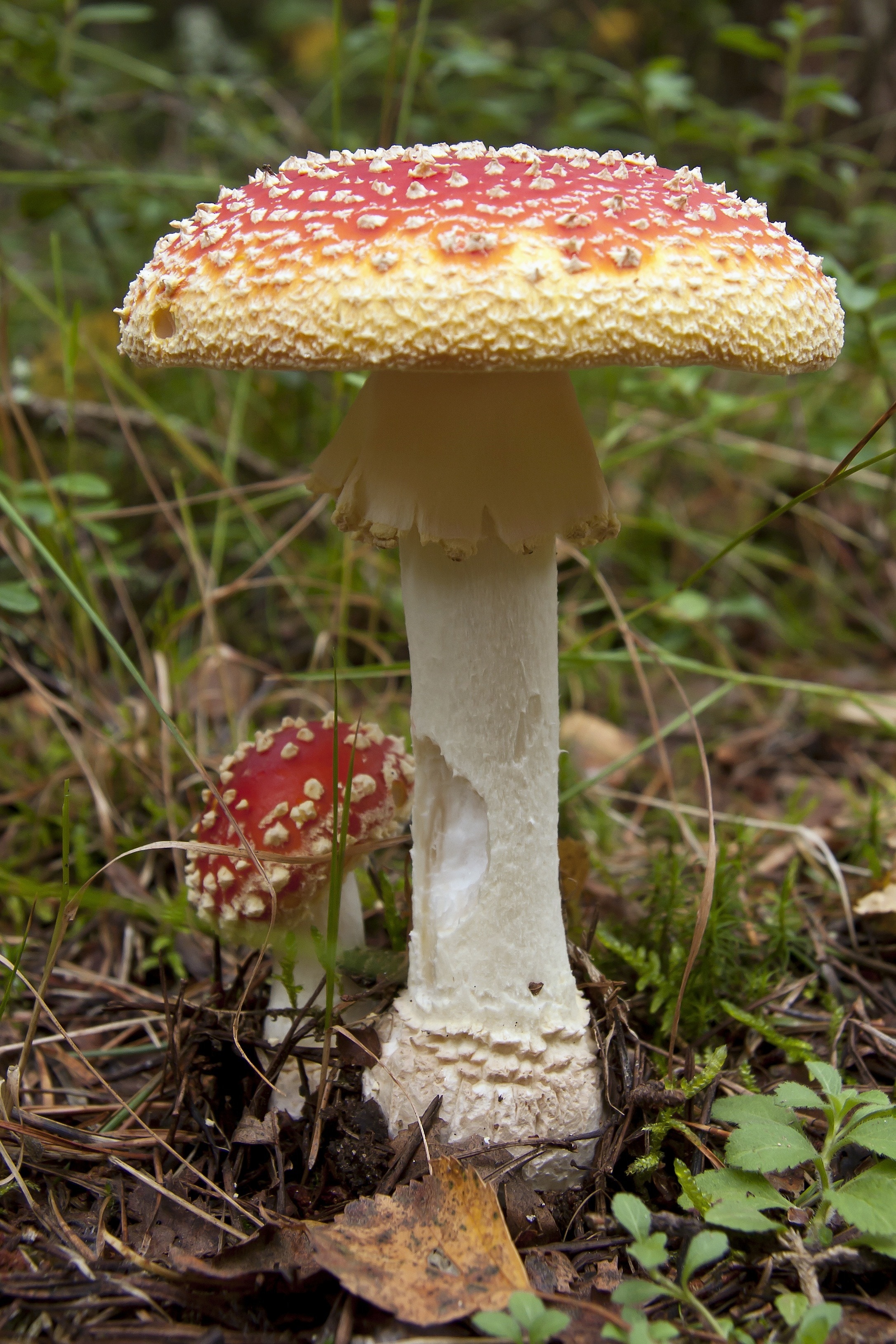 Colorful, Fungus, Red, Mushroom, Plant, mushroom, fungus