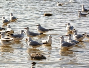 flock of gulls thumbnail