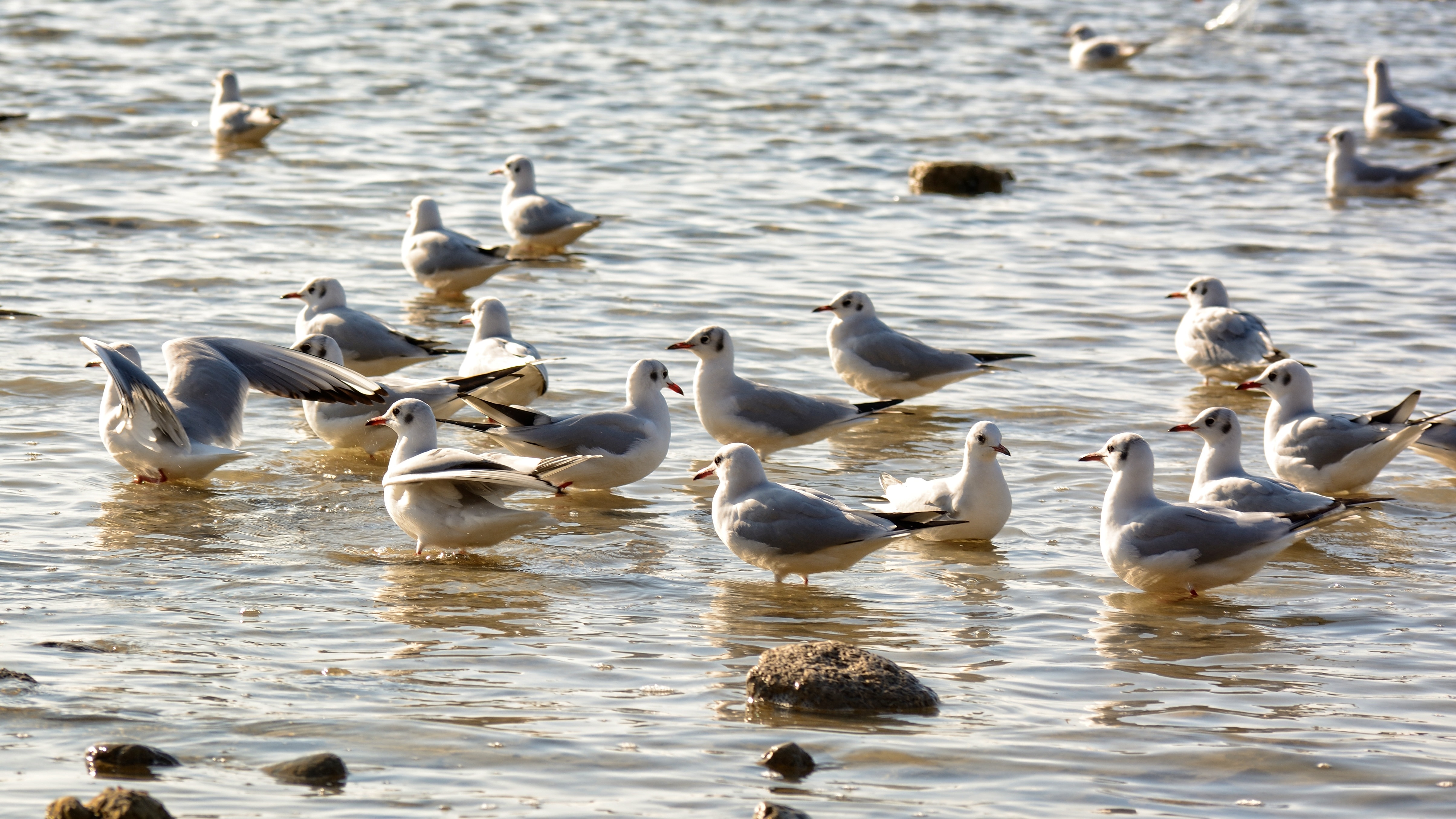 flock of gulls