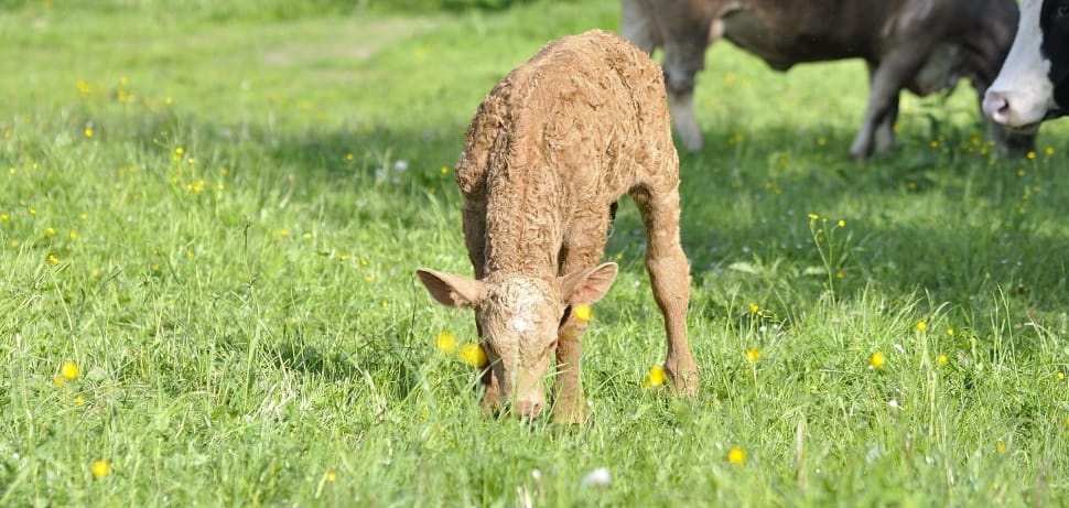 brown calf preview