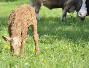 brown calf thumbnail