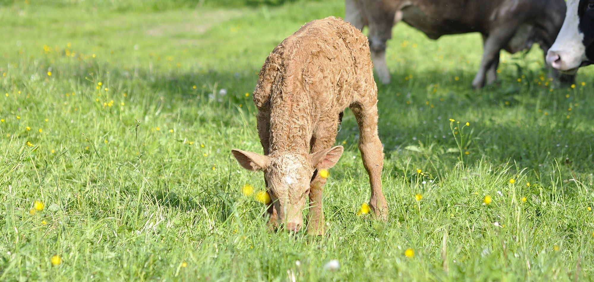brown calf