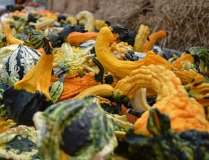 Decoration, Autumn, Fall, Gourds, vegetable, no people thumbnail
