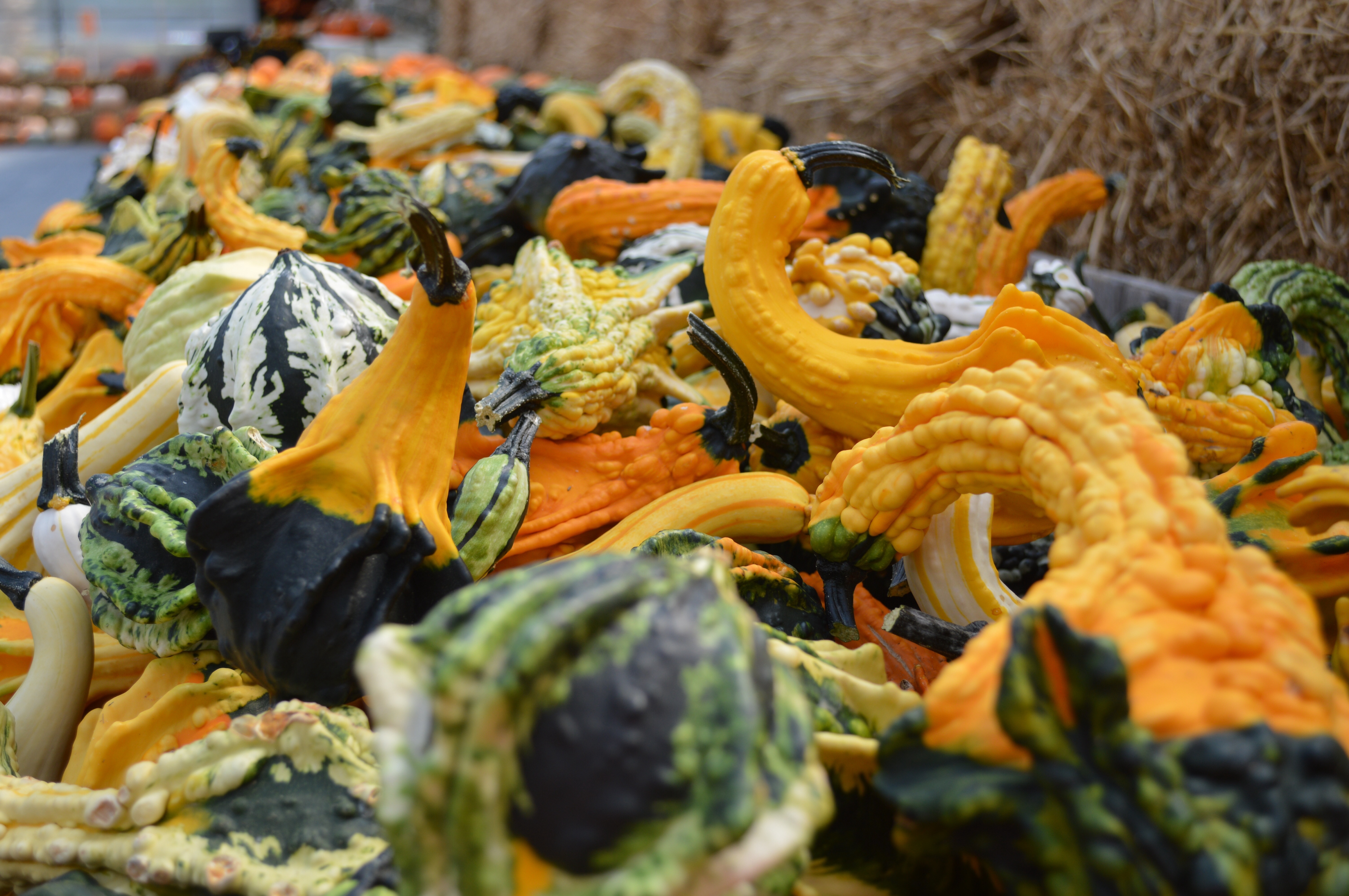 Decoration, Autumn, Fall, Gourds, vegetable, no people