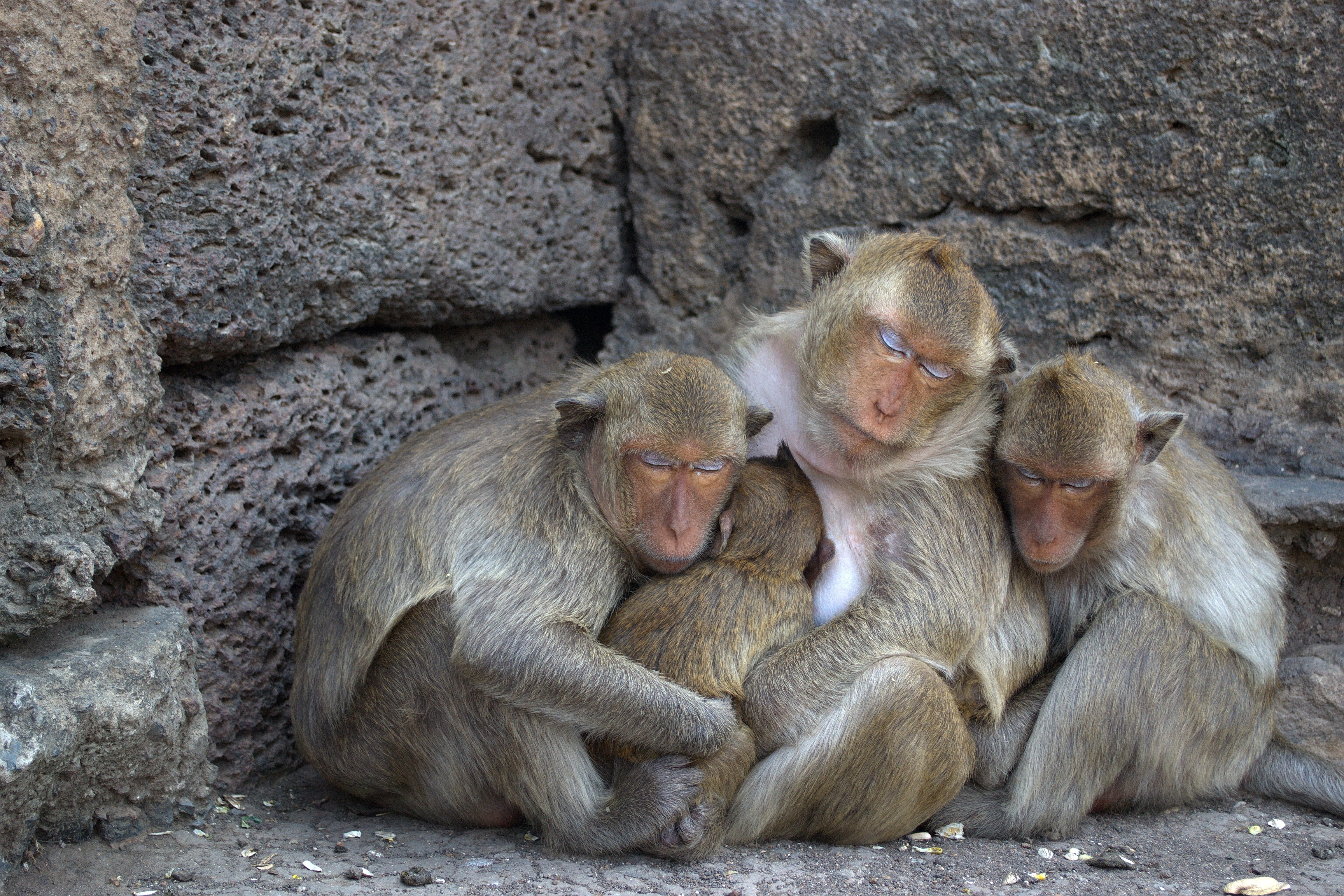 4 baboons