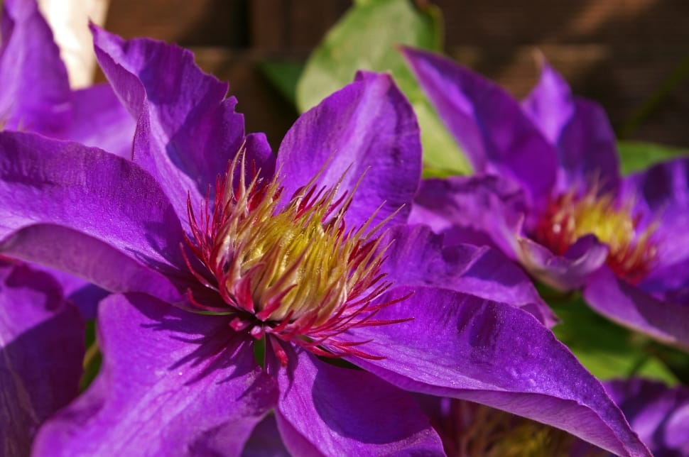 purple-yellow-and-red petaled flowers preview