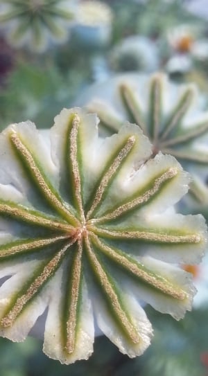 green and white flower thumbnail