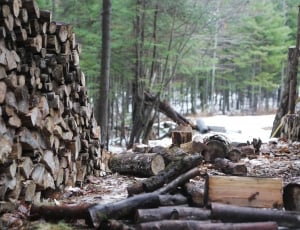 pile of firewood thumbnail