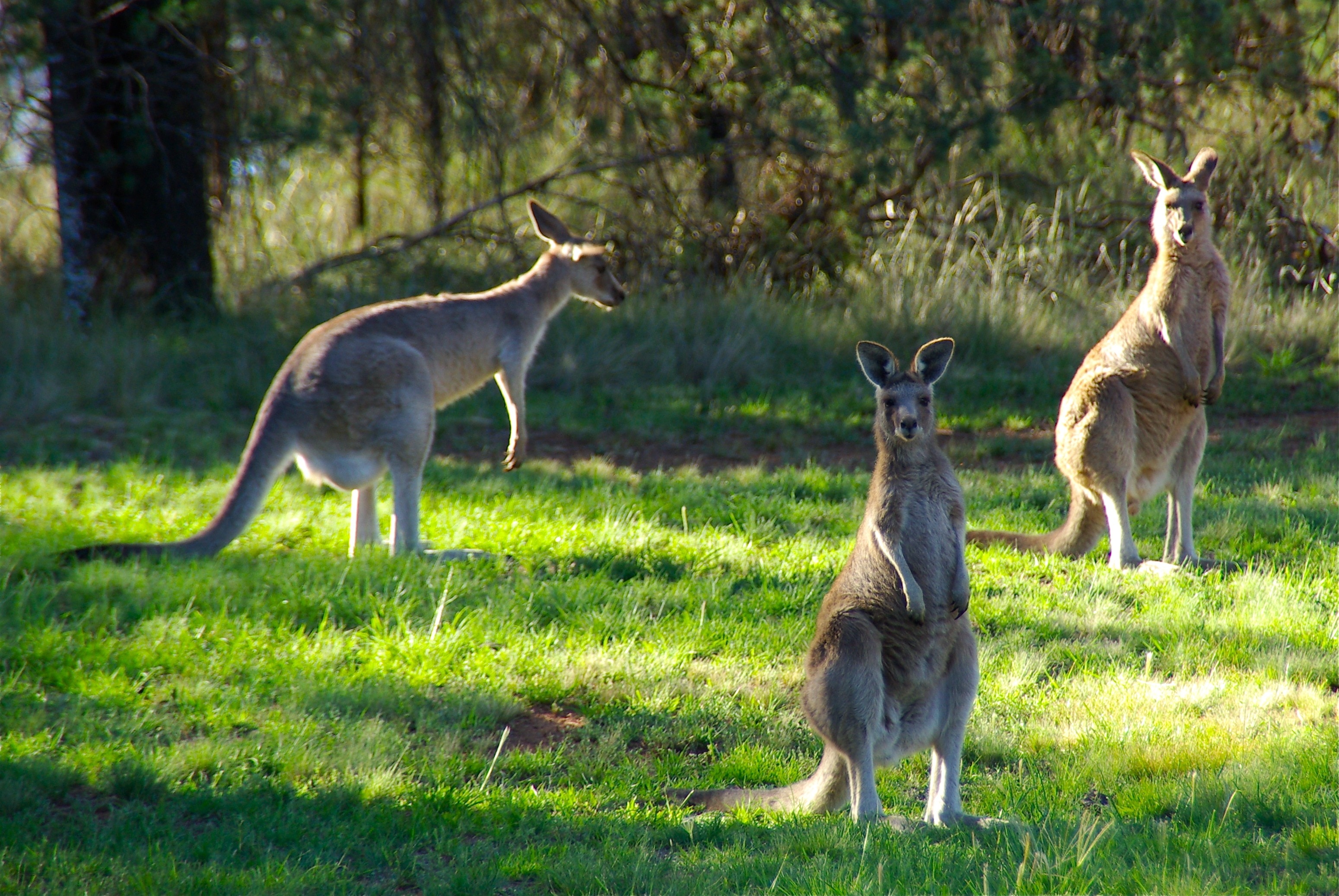 Animal, Kangaroo, Kangaroos, Hop, grass, animal wildlife