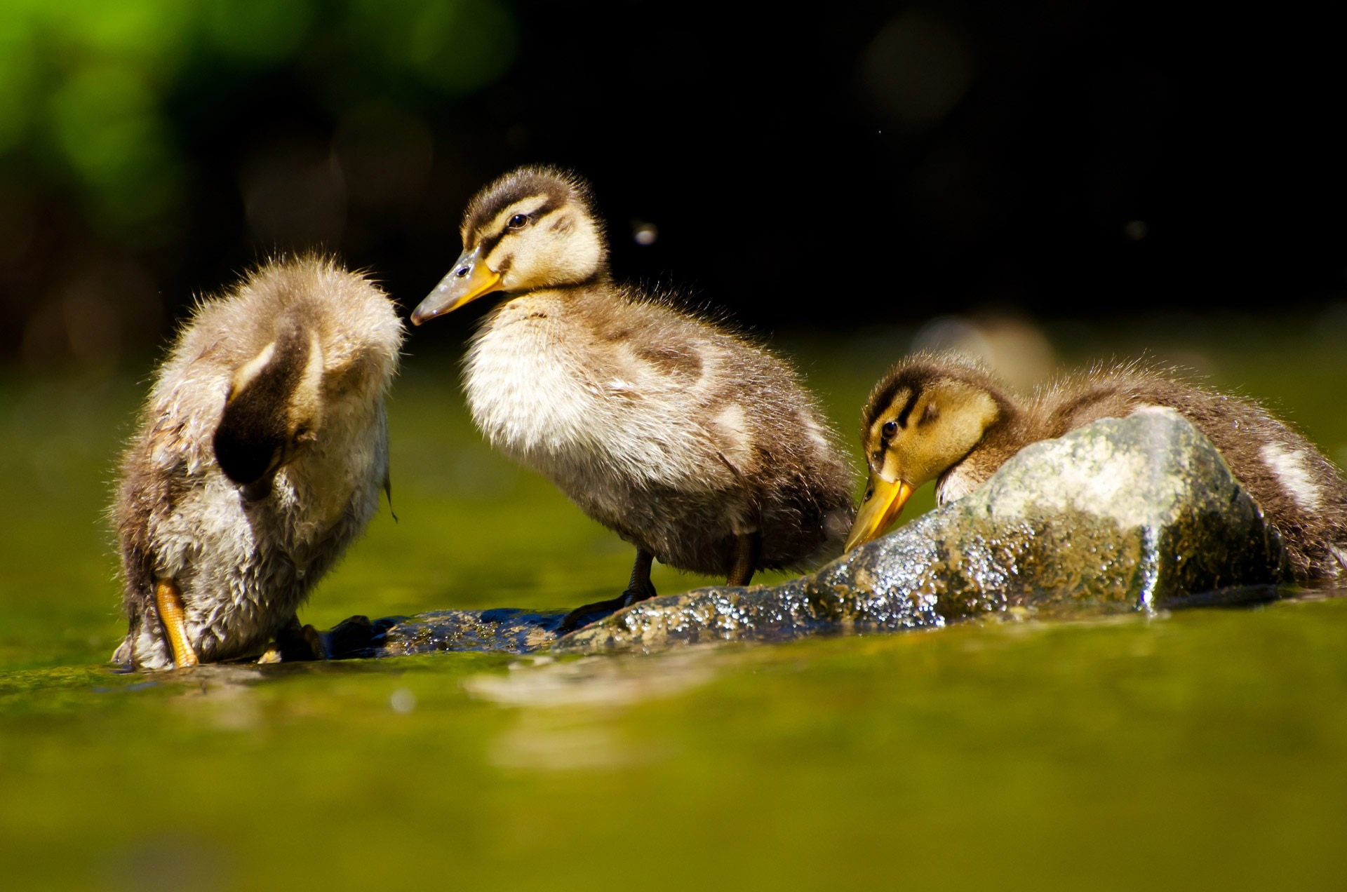 flock of duckling