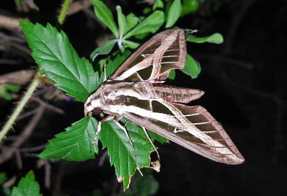 white lined sphinx moth preview