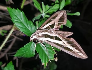 white lined sphinx moth thumbnail