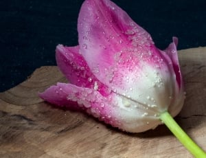 pink white tulips thumbnail