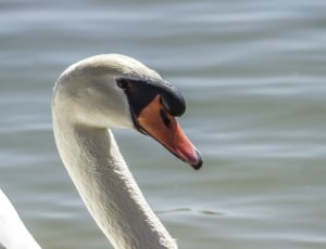 close up photo of swan thumbnail