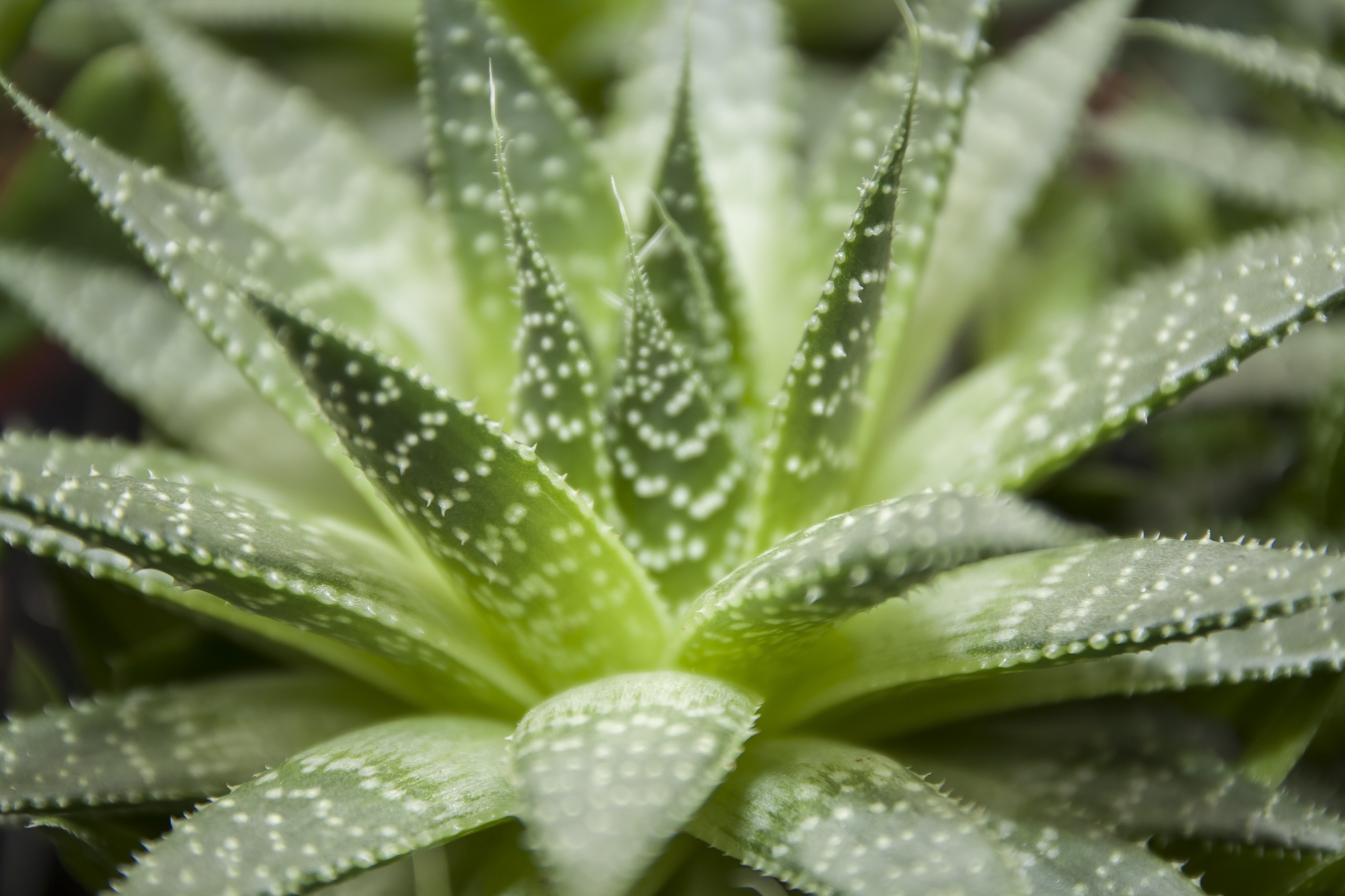 Haworthia Flower