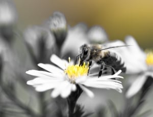 Herbstaster, Bee, Honey Bee, Aster, flower, white color thumbnail