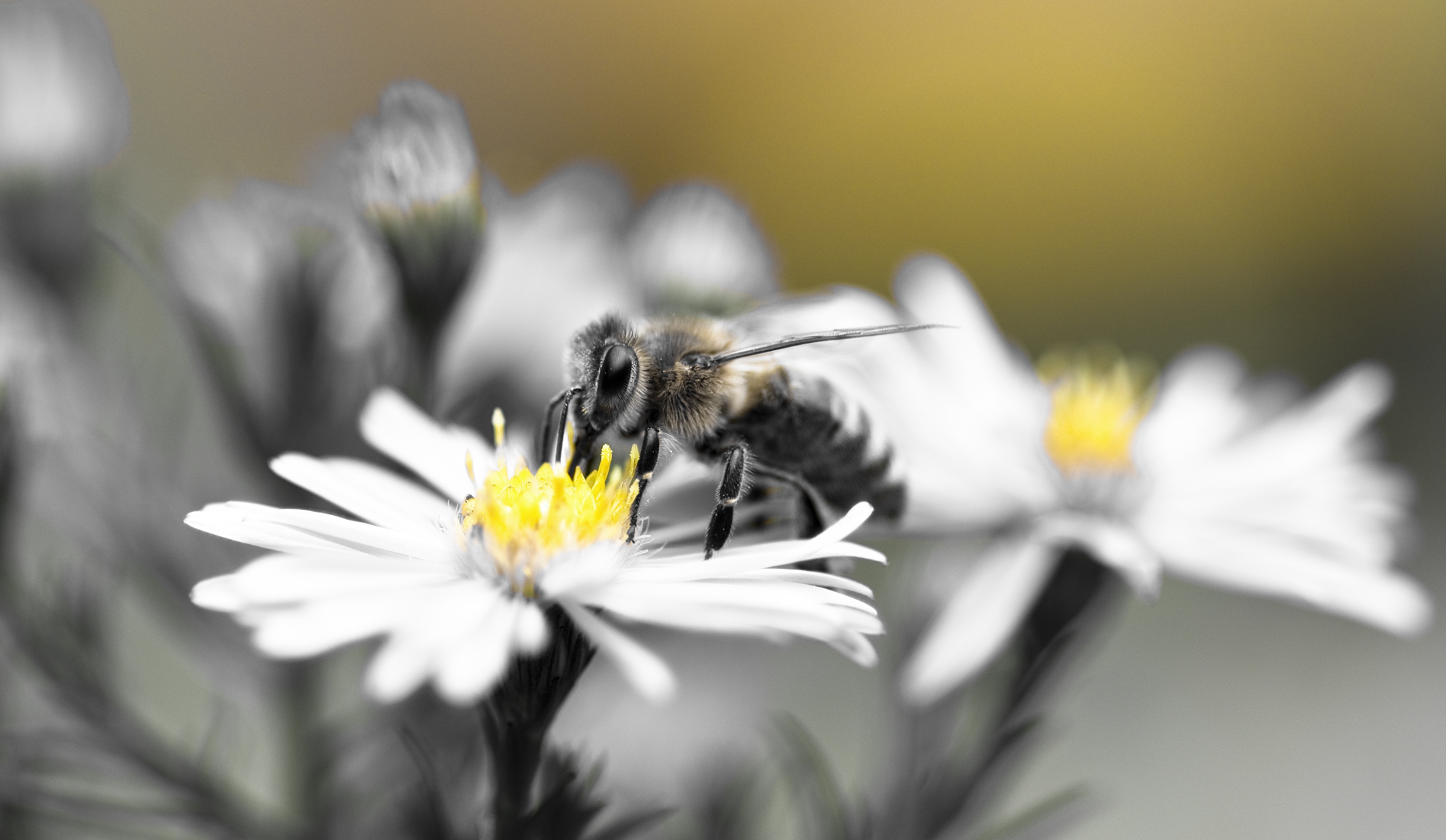Herbstaster, Bee, Honey Bee, Aster, flower, white color