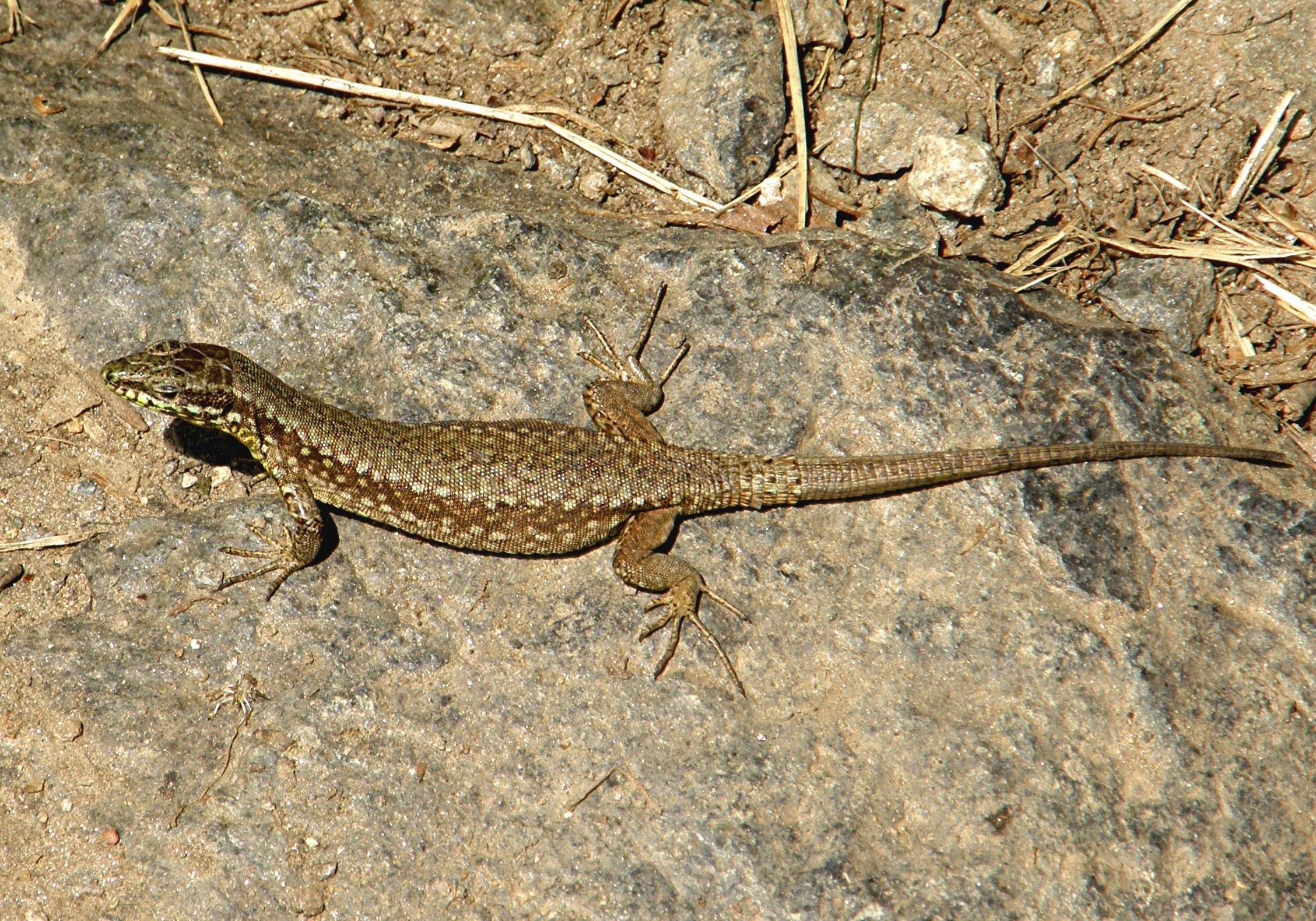 brown and gray reptile