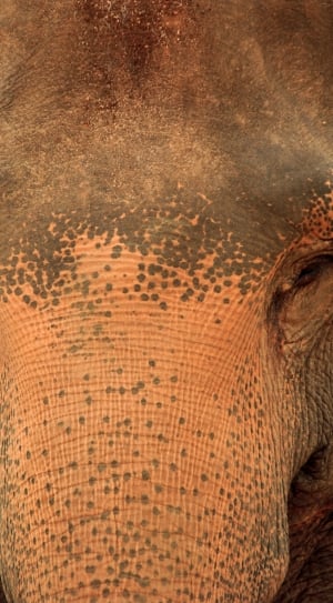 black and brown elephant head photo thumbnail