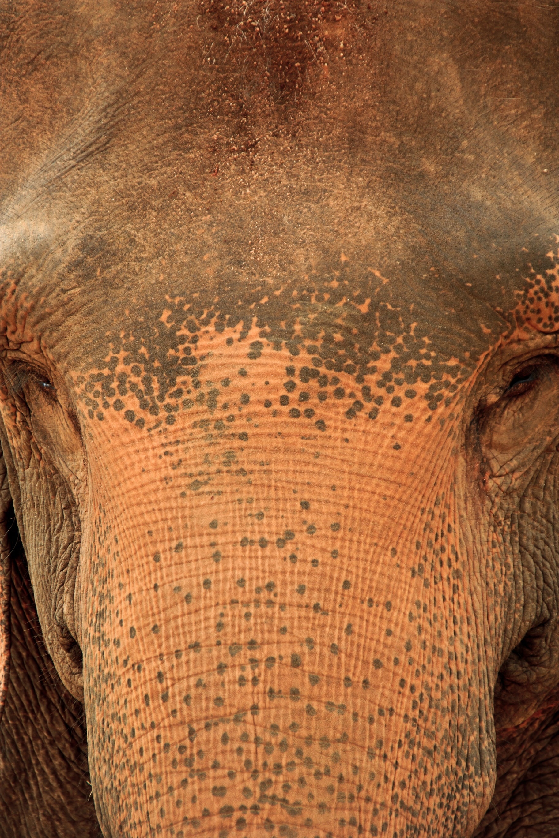 black and brown elephant head photo