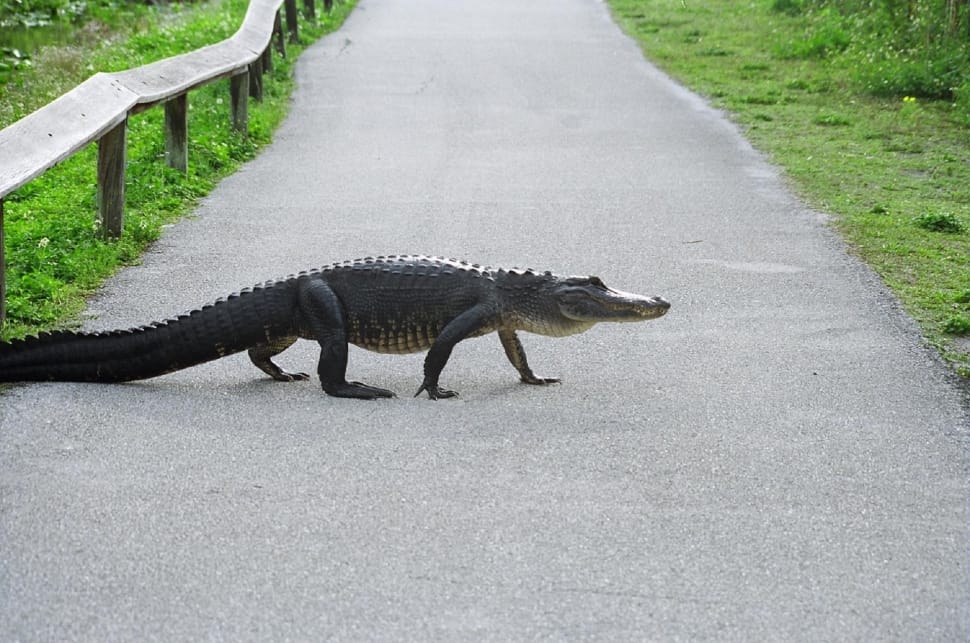 crocodile passing through concrete road preview