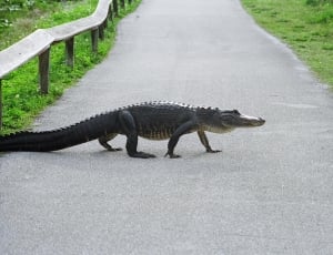 crocodile passing through concrete road thumbnail