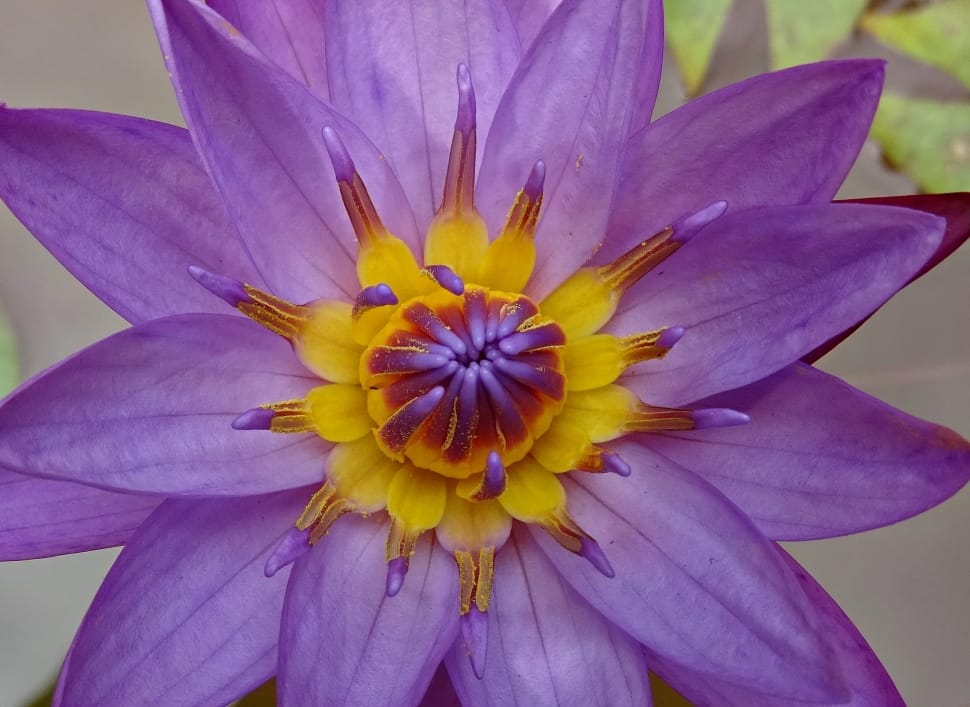 purple and yellow petal flower preview