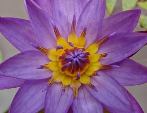 purple and yellow petal flower thumbnail