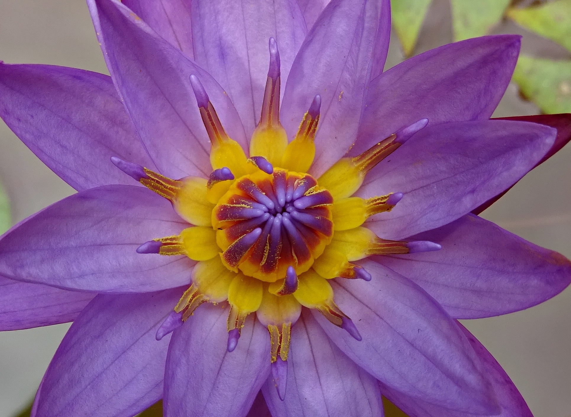 purple and yellow petal flower