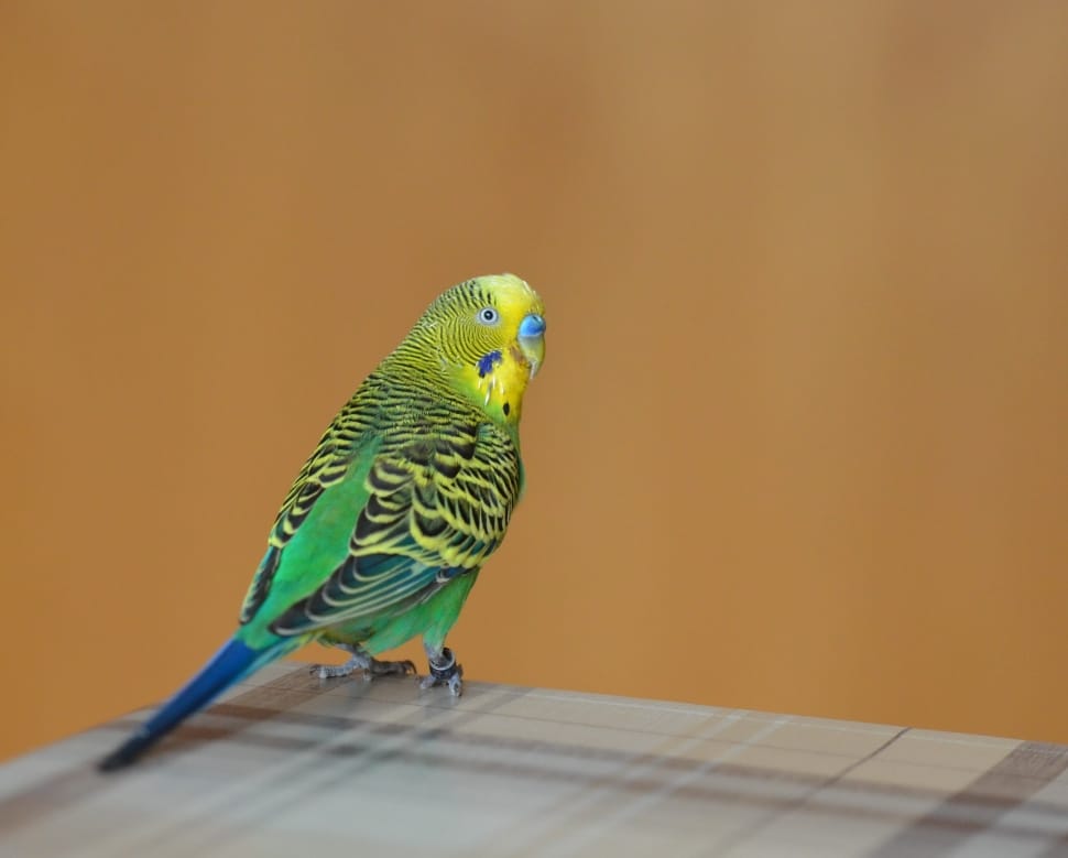 green black and yellow parakeet preview