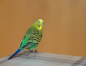 green black and yellow parakeet thumbnail