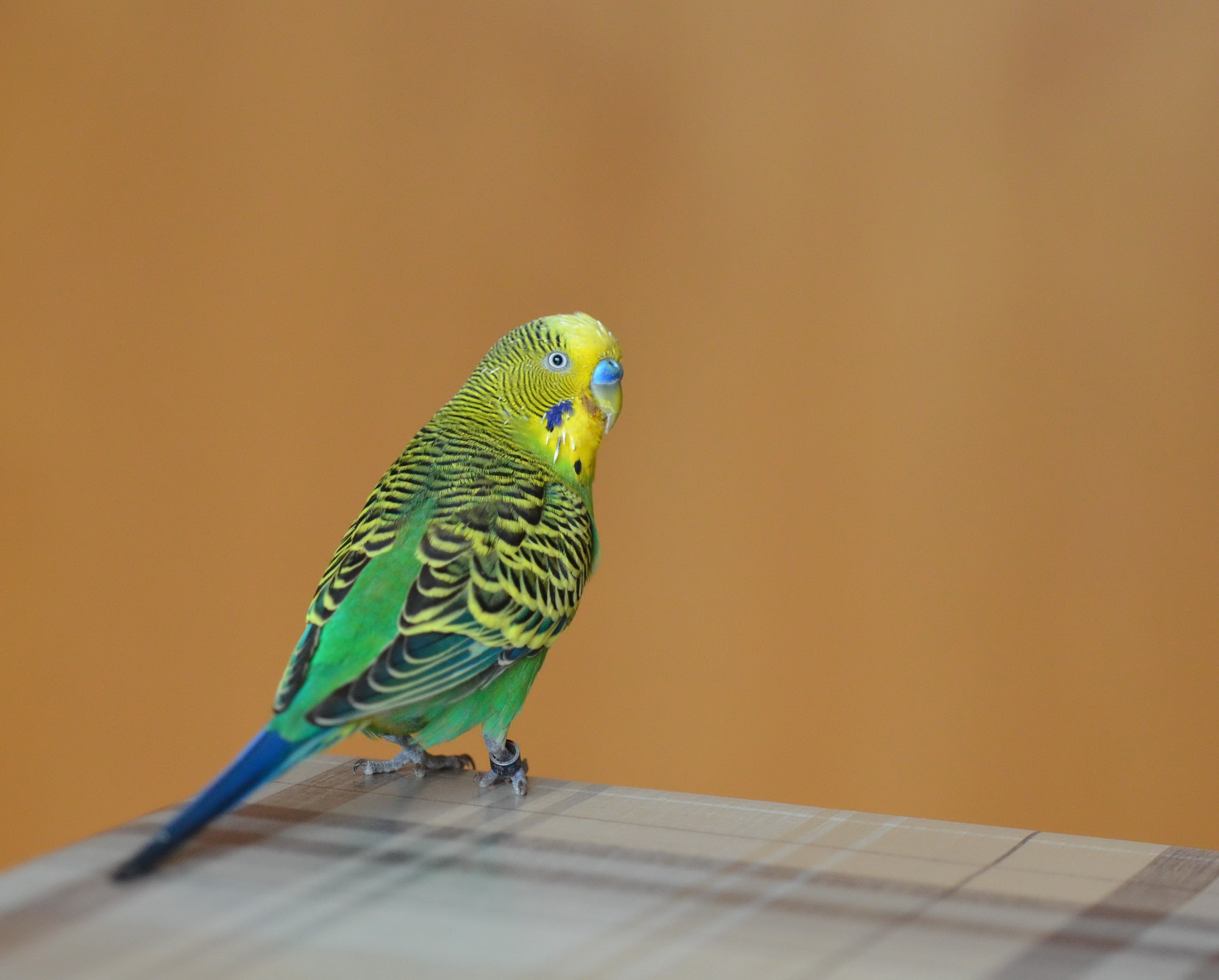 green black and yellow parakeet