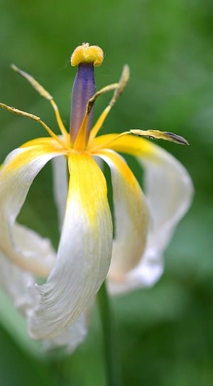 macro photography of yellow and white petal flower thumbnail