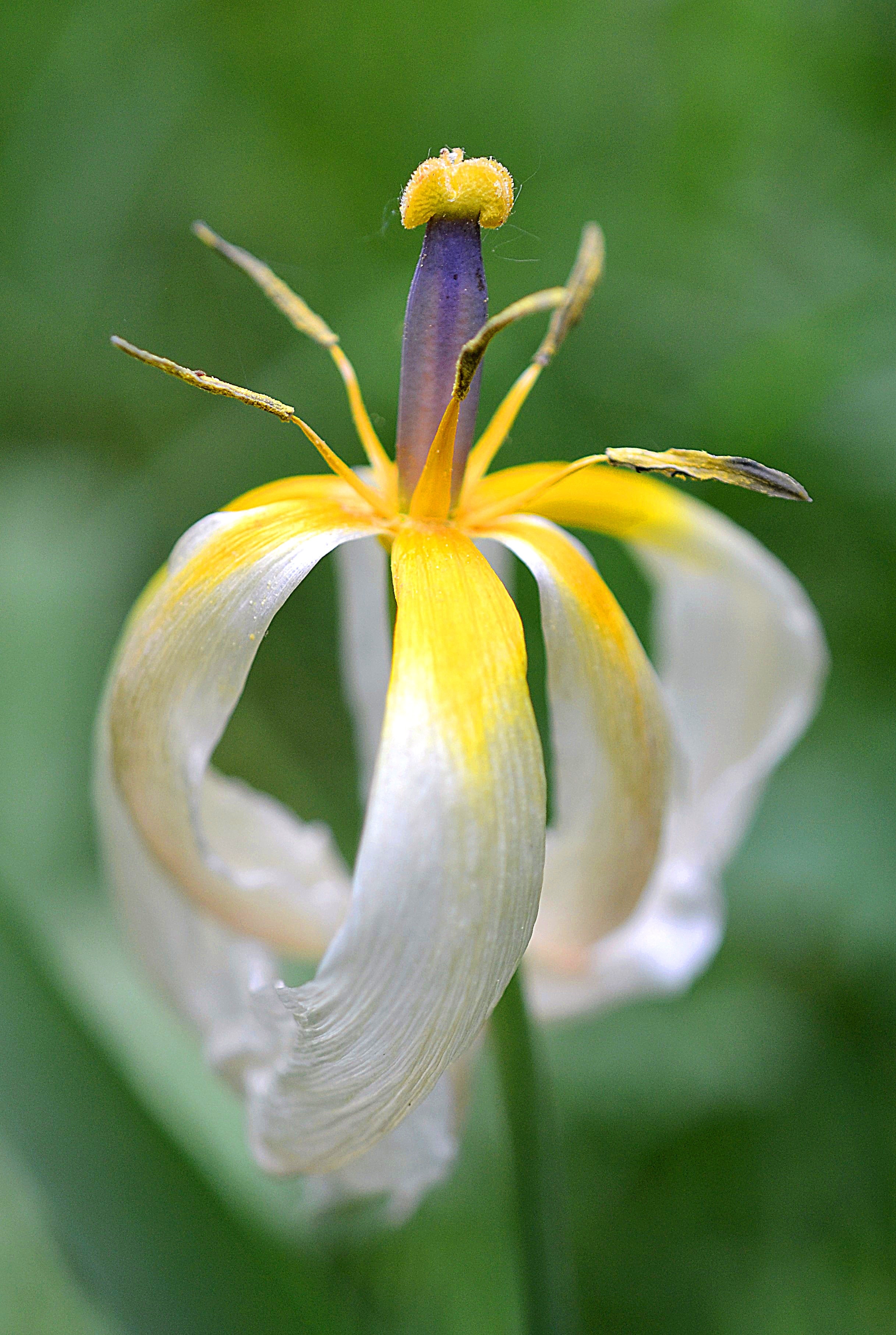 macro photography of yellow and white petal flower