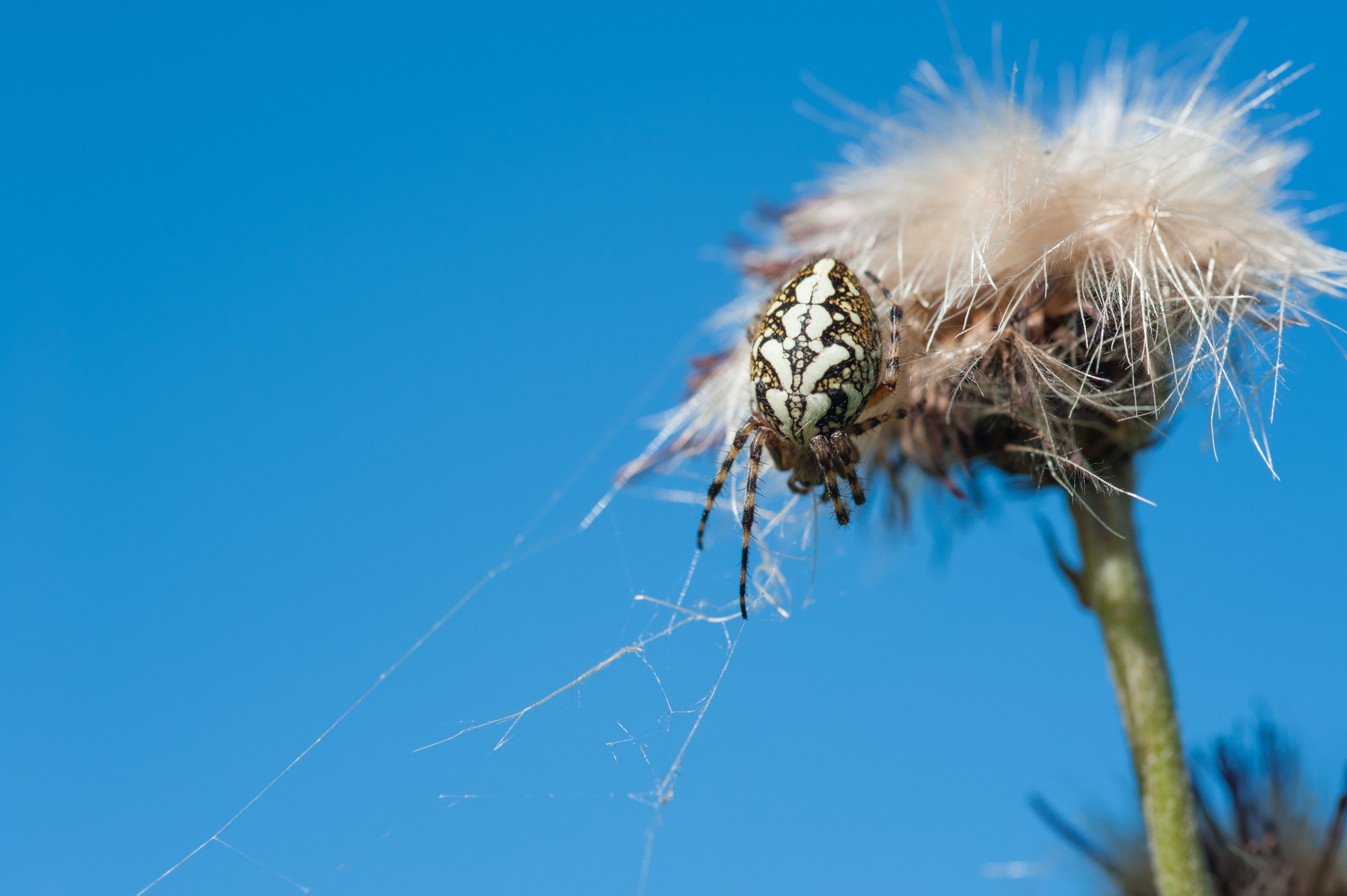 argiope spider