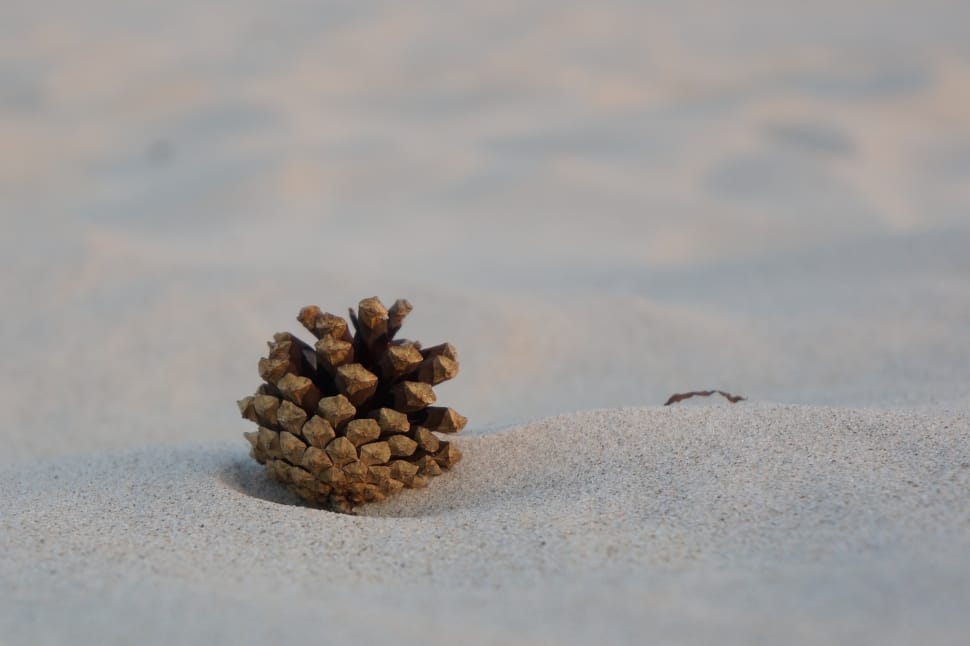 pine cone image preview