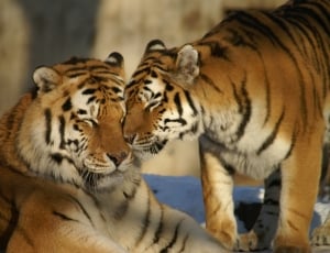 2 orange and black tigers thumbnail