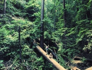 two person walking on fallen large tree thumbnail