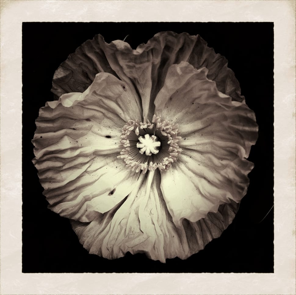 flower grayscale photography preview