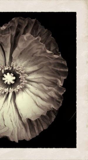 flower grayscale photography thumbnail